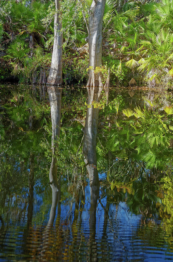Shell Creek Reflections Photograph by Sally Weigand