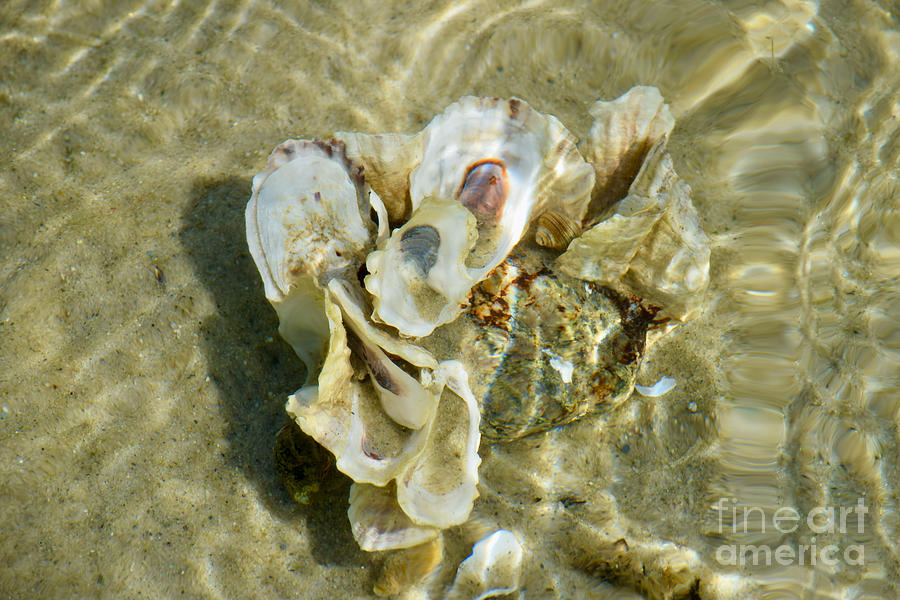 Seashells Seawater Sunlight Surrender Refraction Photograph by Debra Banks