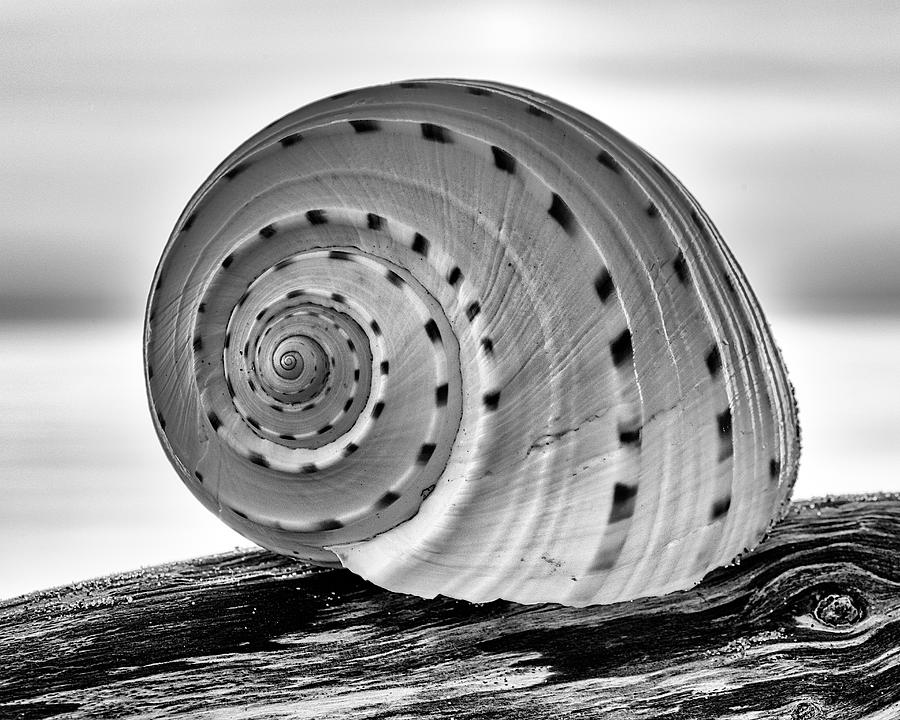 Shell shock Black and White Stock Photos & Images - Alamy