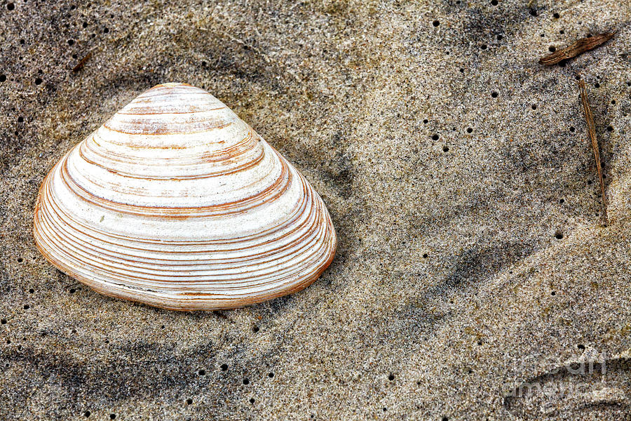 Shell in the Sand at Seaside Park Photograph by John Rizzuto