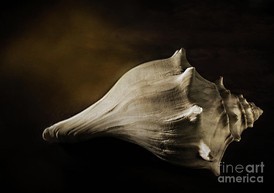 Shell Photograph by John Anderson