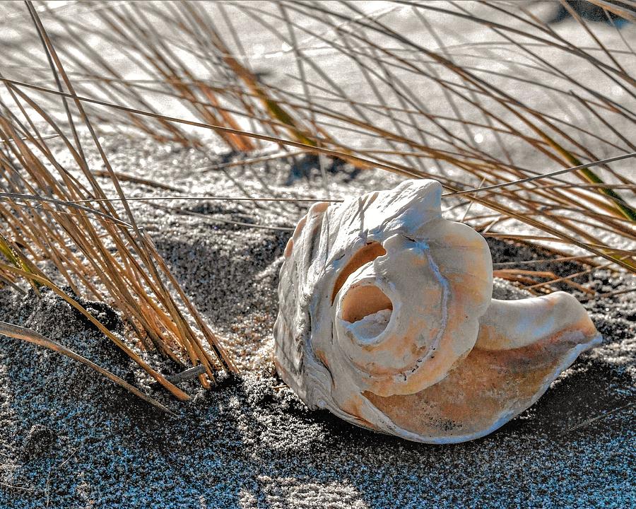 Shell Photograph by John Linnemeyer