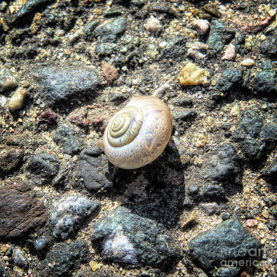 Shell of a Snail Photograph by Elisabeth Lucas | Fine Art America