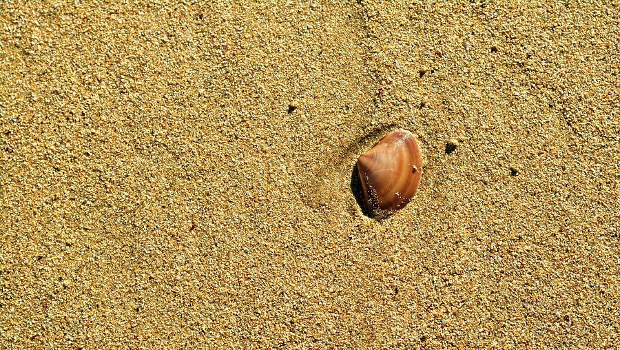 Shell on Beach I, Denhams Beach, Australia Photograph by Steven Ralser