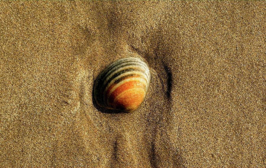 Shell on Beach II, Denhams Beach, Australia Photograph by Steven Ralser