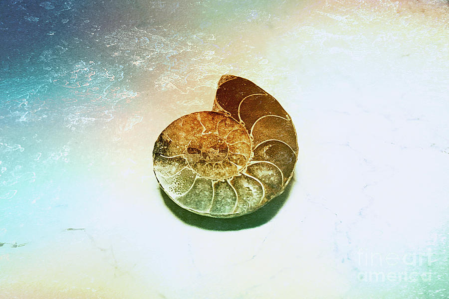 Shell pattern Photograph by Babs Gorniak | Pixels