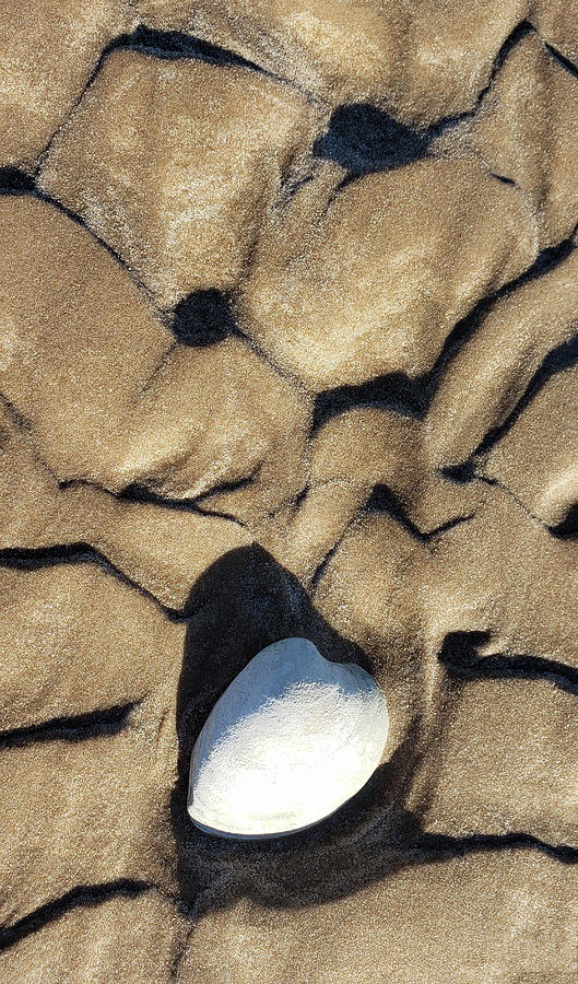Shell Sand and Shadows Photograph by Art Cole