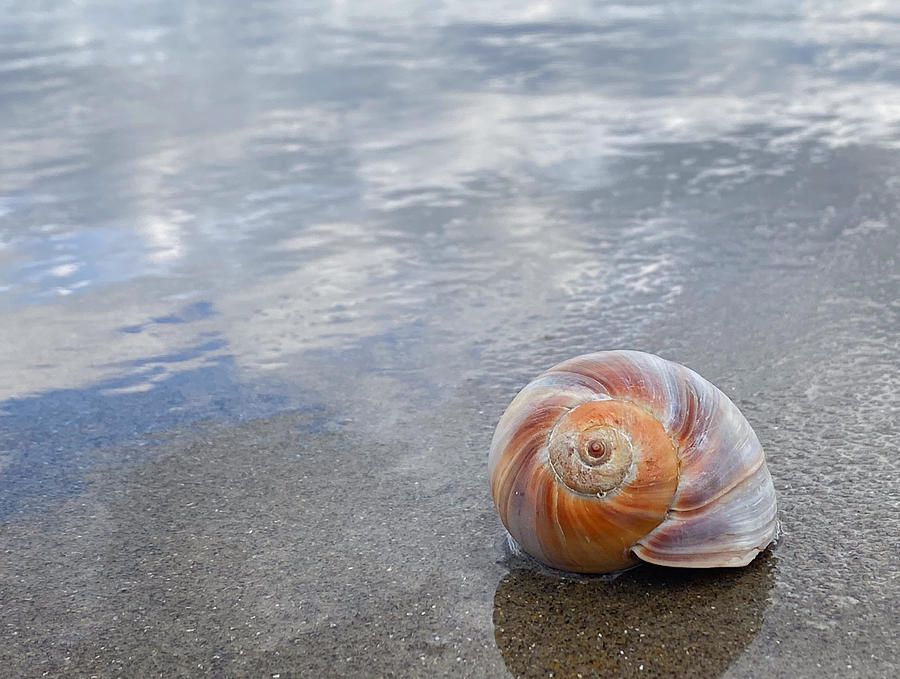 Shell Still Life Photograph by Mark Truman