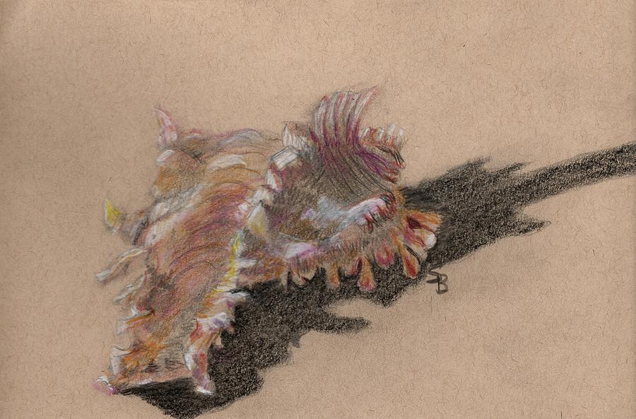 Shell Study 002 Drawing by Susan Bruner