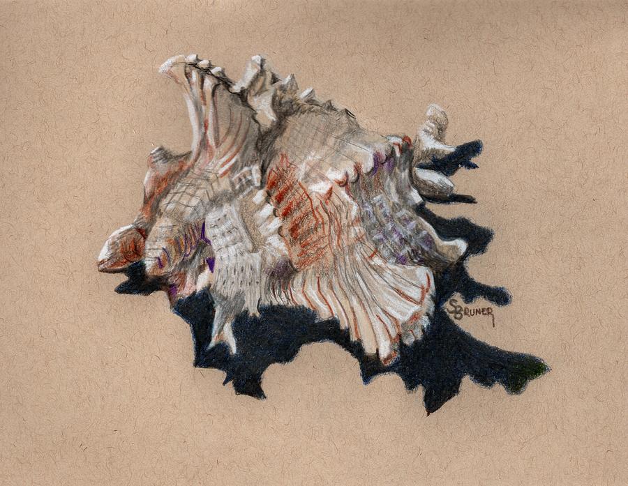 Shell Study 002e Drawing by Susan Bruner