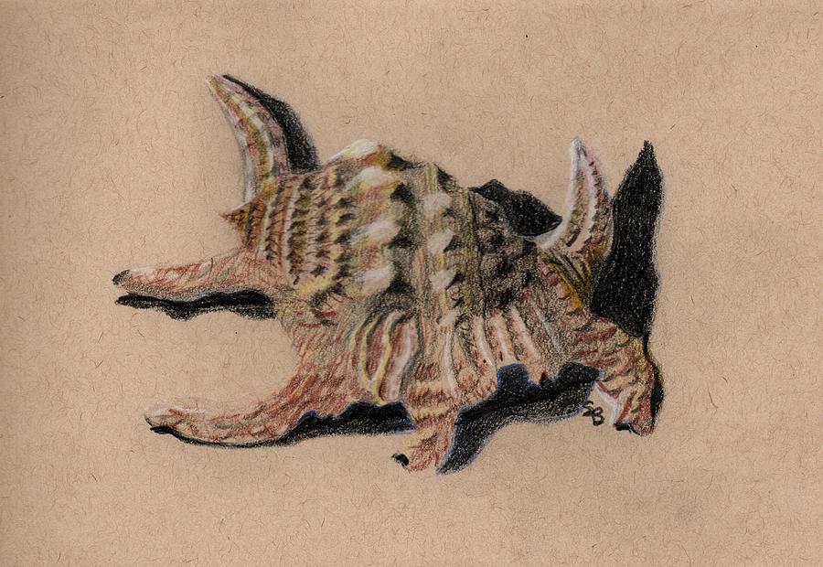 Shell Study 3e Drawing by Susan Bruner