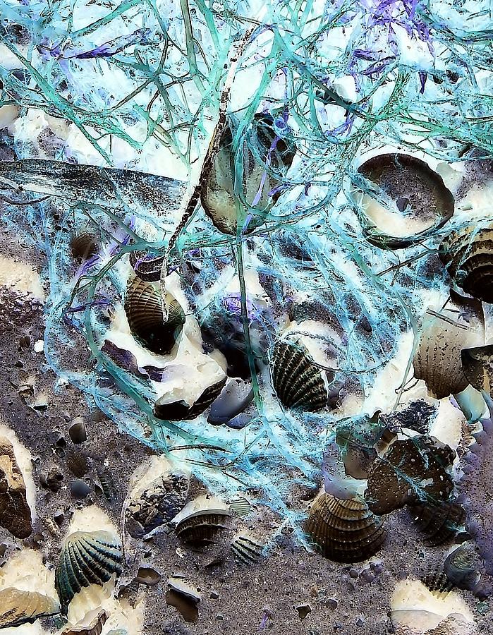 Shells 1 23B Digital Art by John Hintz