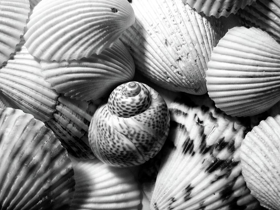 Shells 2 BW 031421 Photograph by Mary Bedy
