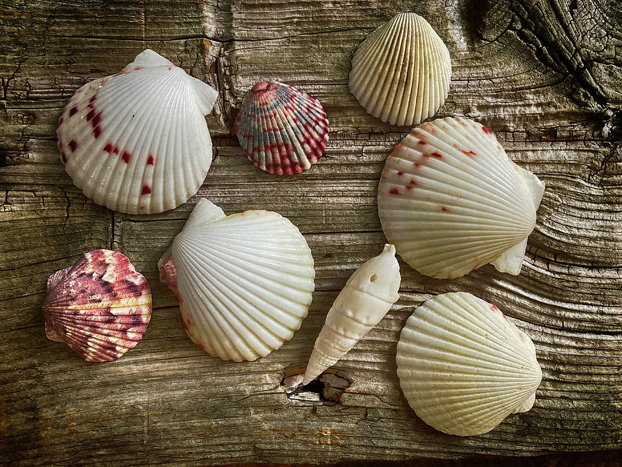 Shells 3 6269 073023 Photograph by Mary Bedy