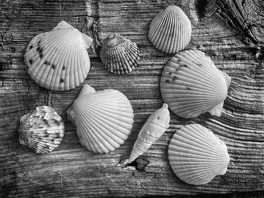 Shells 3 6269 BW 073023 Photograph by Mary Bedy