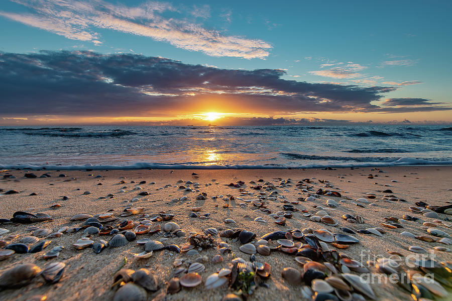 Shells At Sunset Photograph