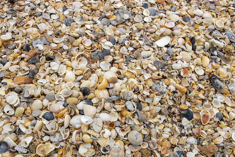 Shells By The Sea Photograph by Blair Damson