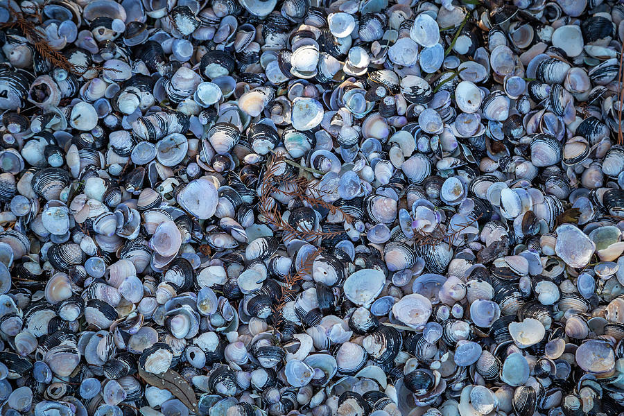 Shells Photograph by Cindy Robinson