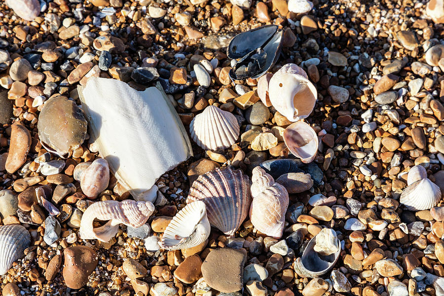 Shells collection on pebbles Photograph by Richard Donovan