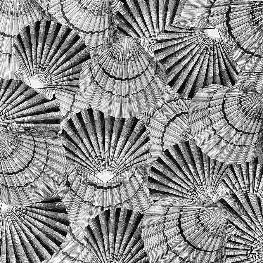 Shells From The Shore BW Digital Art by HH Photography of Florida