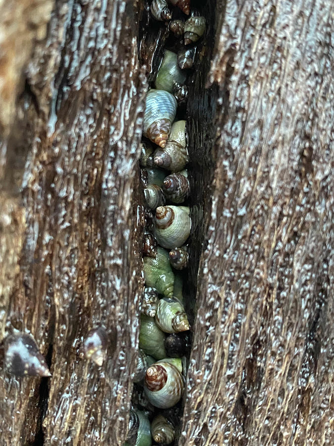 Shells in a crack in the tree Photograph by CariAnn Sparks - Fine Art ...