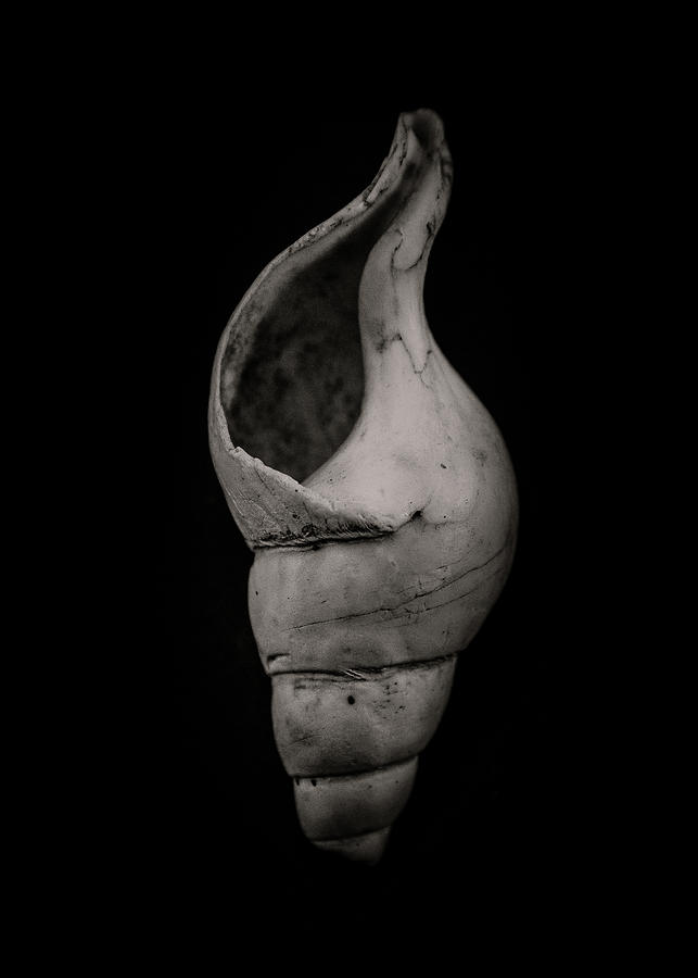 Black And White Photograph - Shells No 12 by Brian Carson
