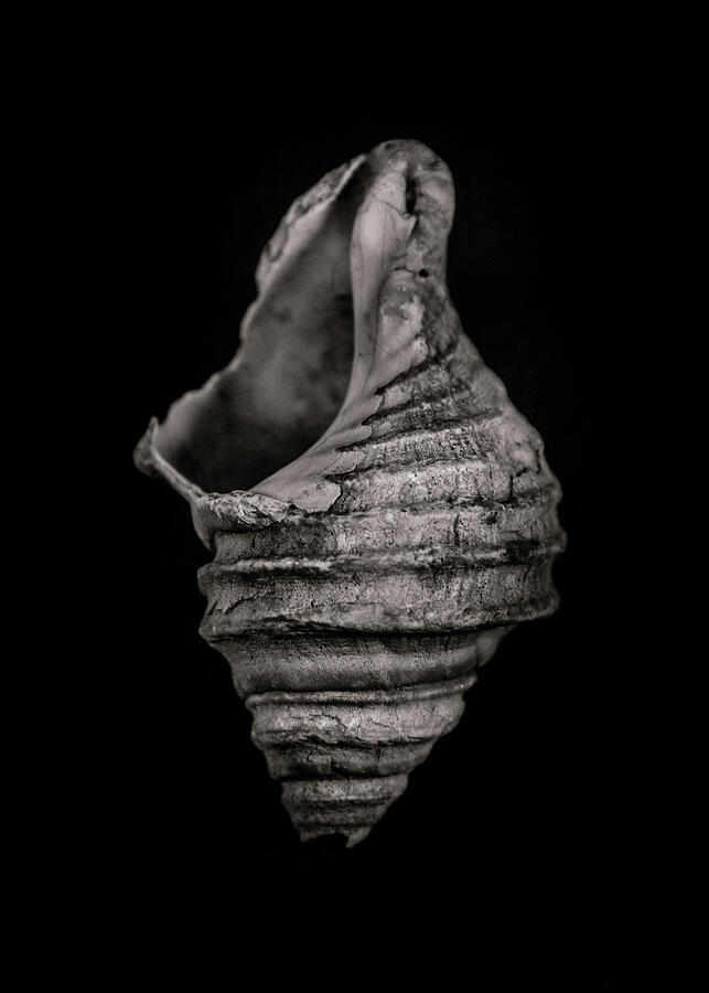 Shells No 6 Photograph by Brian Carson Shells No 6 Photograph by Brian Carson