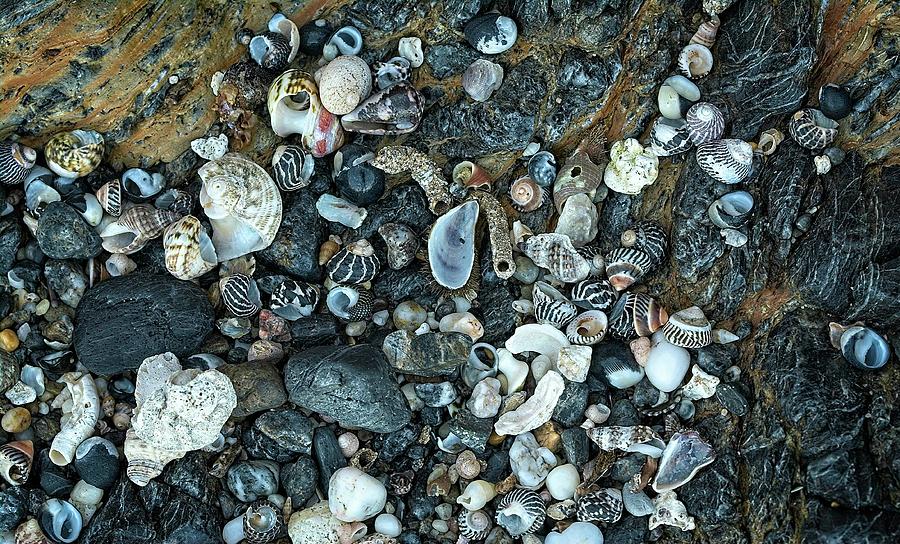 Shells - NSW - Australia 1 Photograph by Steven Ralser