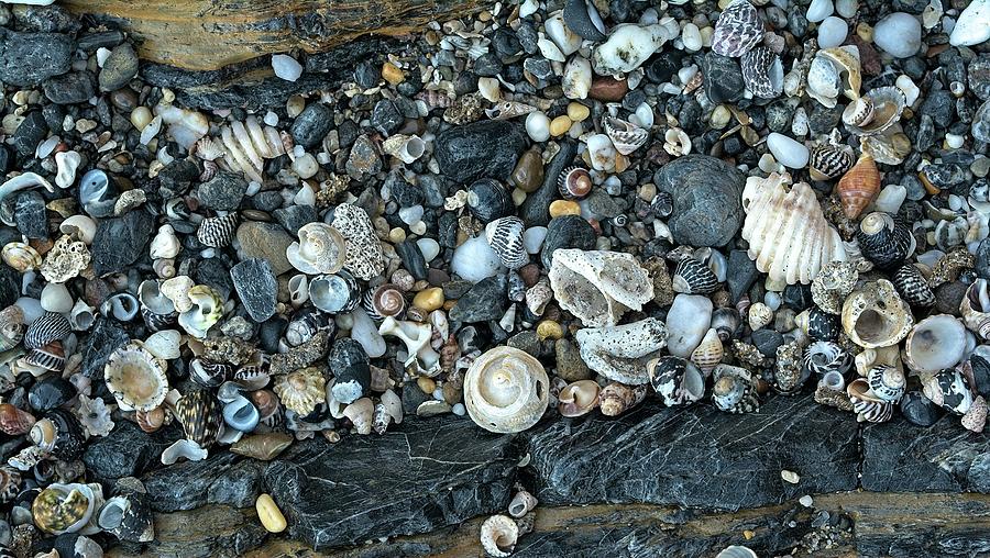 Shells - NSW - Australia 2 Photograph by Steven Ralser