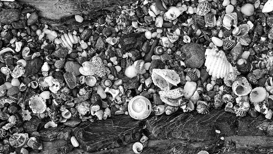 Shells - NSW - Australia 3 Photograph by Steven Ralser