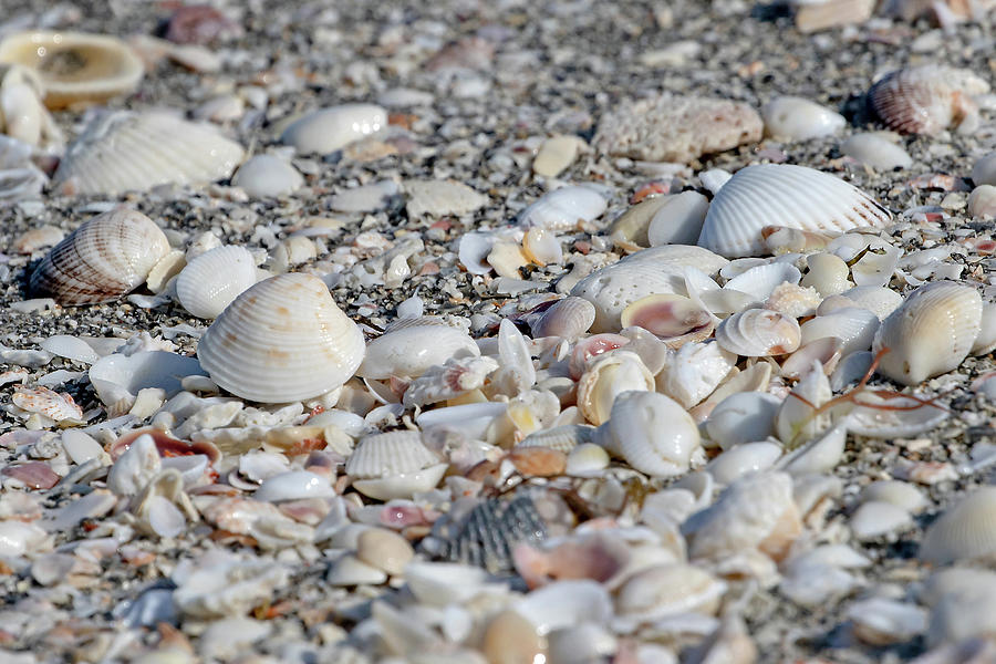 Shells of Sanibel Island Photograph by Mindy Musick King