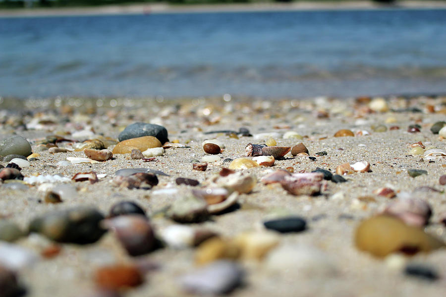 Shells On A Beach Photograph By Ellis Shakerdge - Fine Art America