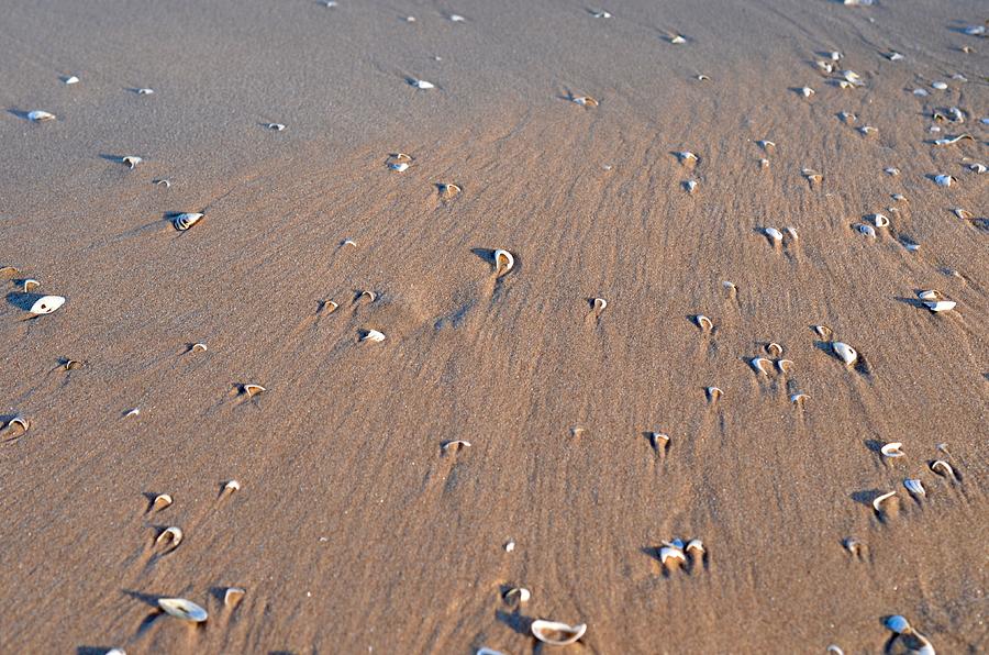 Shells On A Beach Photograph by Ritu Puppala - Fine Art America