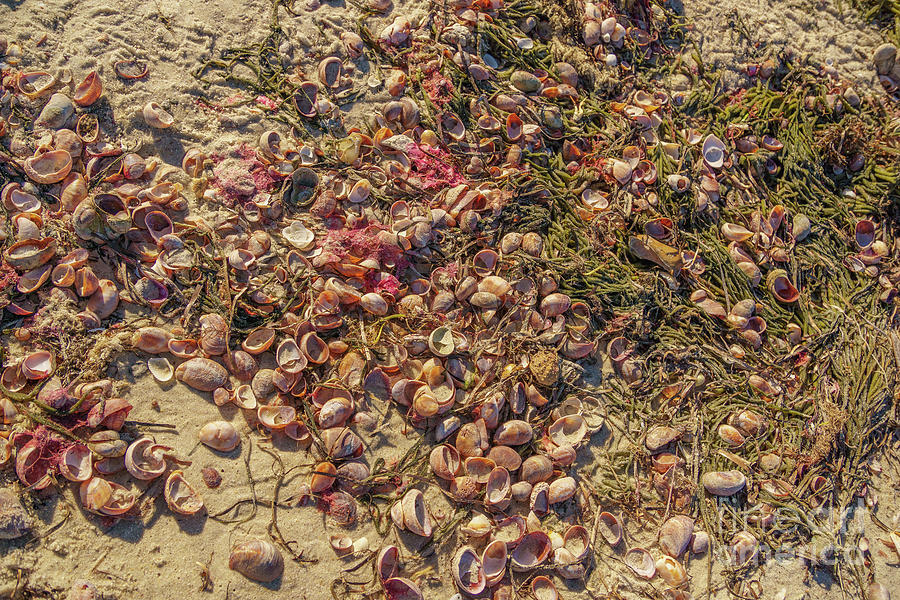 Beach Photograph - Shells on a Cape Cod Beach by Nancy Gleason