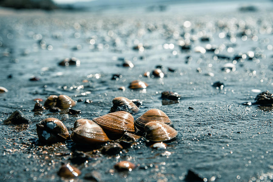 Shells On a Wet Sandy Beach Along The Columbia River  Photograph by Jason McPheeters