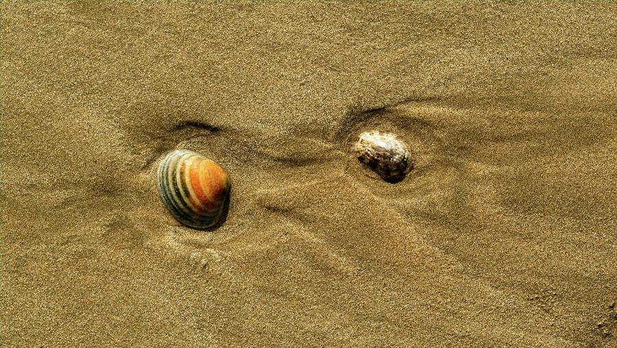 Shells on Beach I, Denhams Beach, Australia Photograph by Steven Ralser