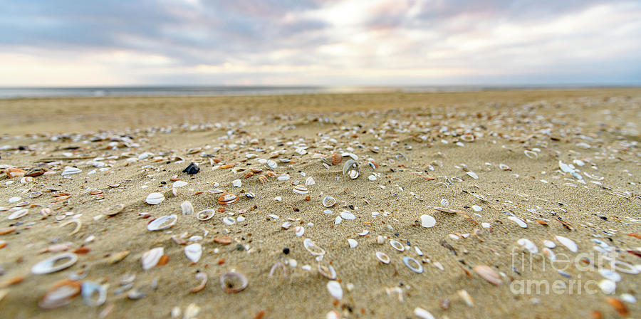 Shells On The Beach Photograph