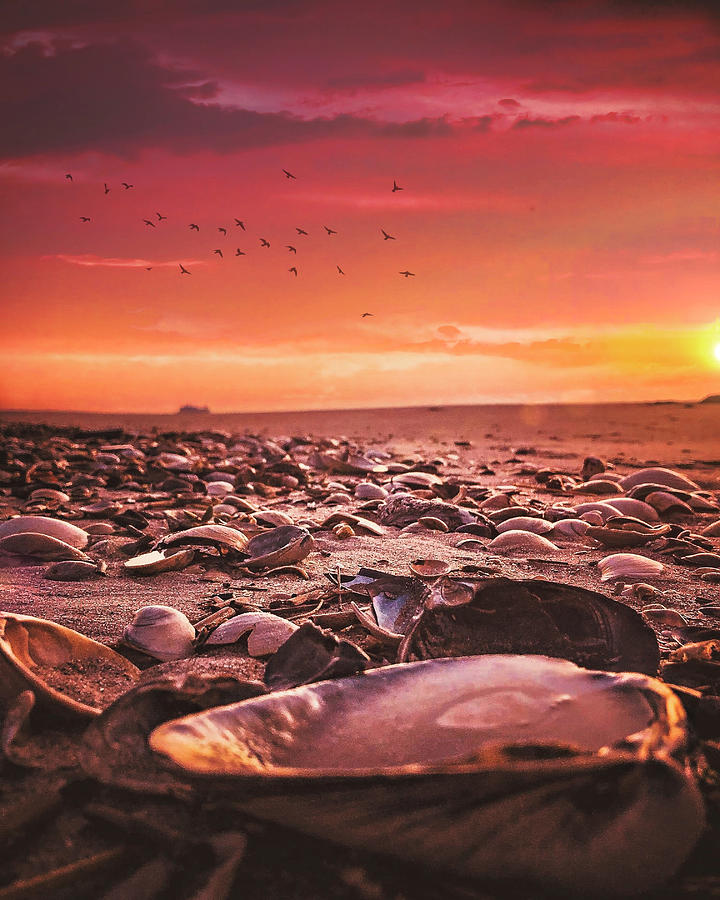 Shells On The Shoreline Photograph
