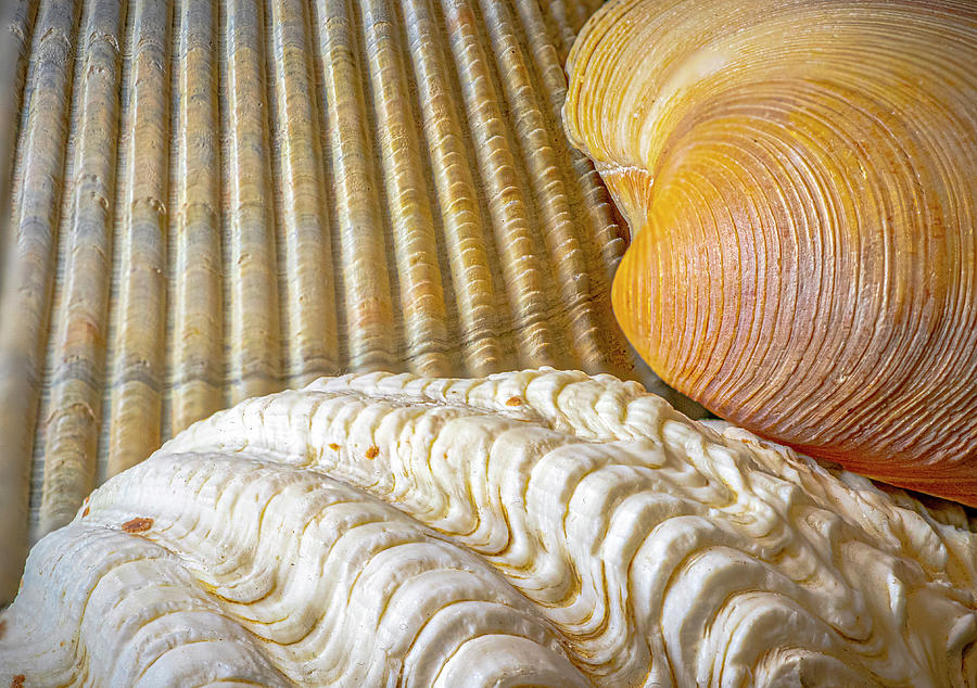Pattern Photograph - Shells by Phil And Karen Rispin