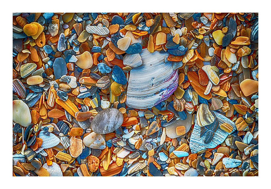 Shells Photograph by R Thomas Berner