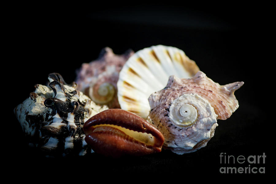 Shells Photograph by Shirley Dutchkowski