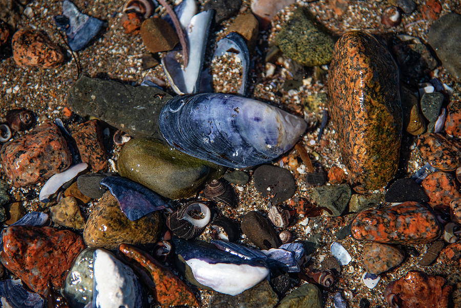 Shells Stones and Periwinkles Photograph by Lynn Thomas Amber