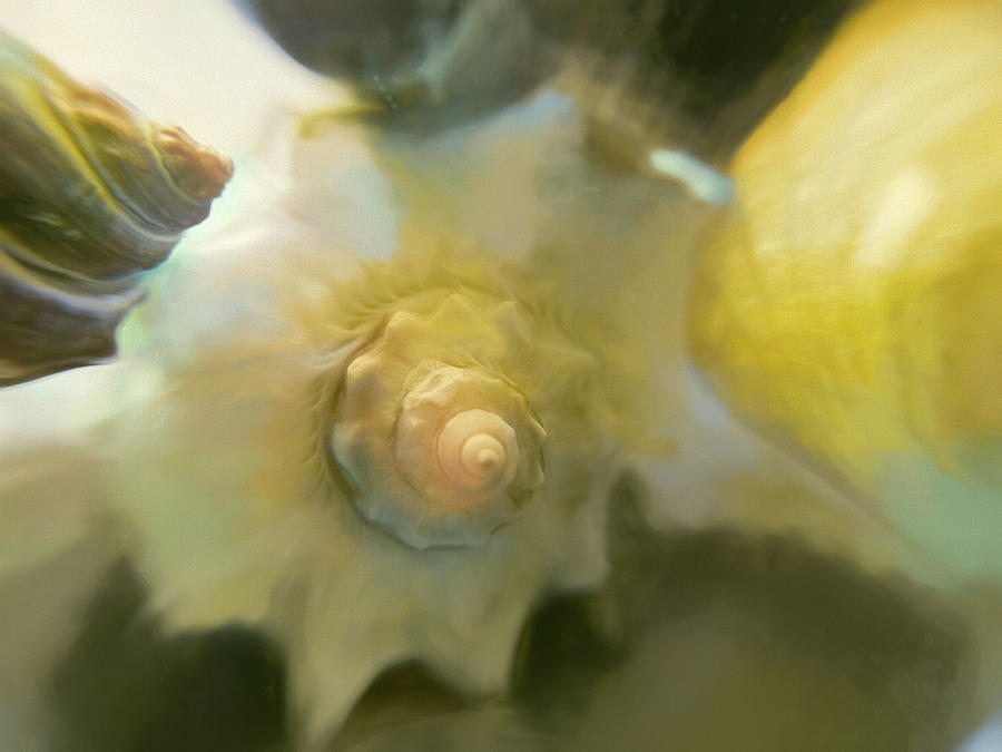 Shells Through Crystal 8  Mixed Media by Lynda Lehmann