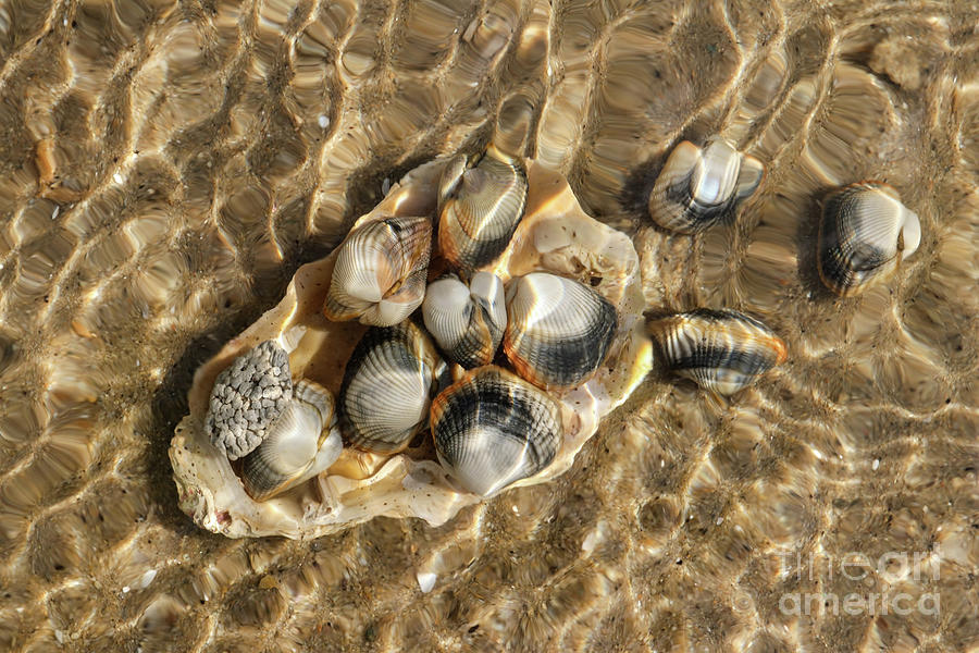 Shells under the sea level Photograph by Michal Boubin
