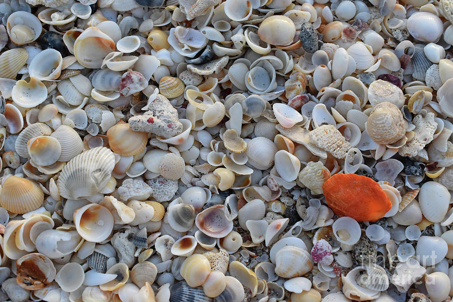 Shells Upclose Photograph by Jacqueline Bergeron - Fine Art America