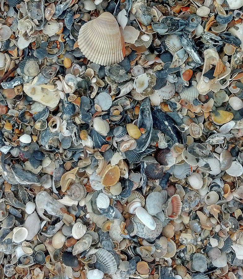 Shells_OBX Photograph by Arthur Oleary