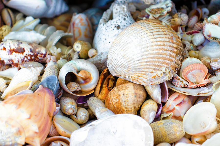 Ocean Shells Everywhere Photograph by Blair Damson