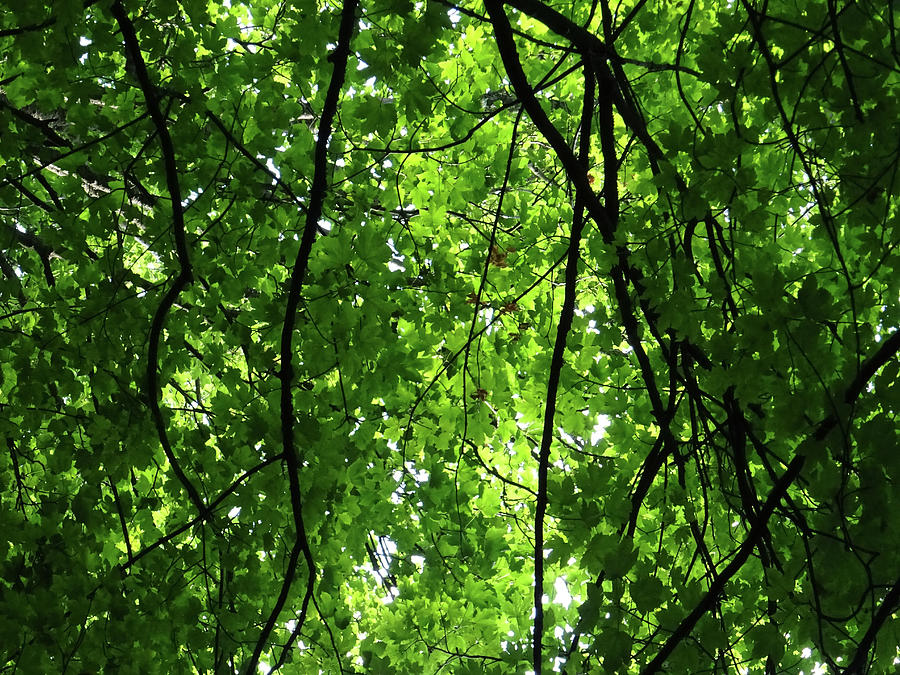 Tree Branches with Green Leaves, Looking Up View at the Summer Foliage Photograph by Aneta Soukalova