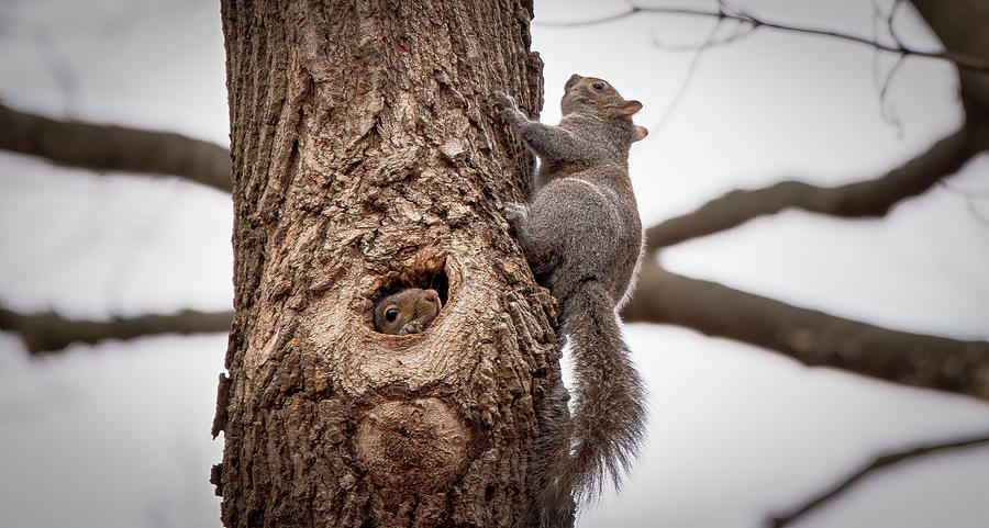 Squirrel Photograph - Shelter by Philip Walker