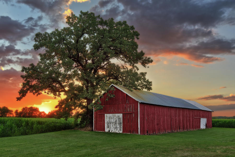 Sheltered - wisconsin shed and oak tree with corn field and beautiful sunset Photograph by Peter Herman